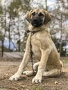 World famous Sivas Kangal dog, 5 months old, female puppy