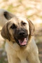 World famous Sivas Kangal dog, 12 years old, female puppy in Turkey Royalty Free Stock Photo