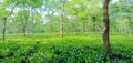 World famouse tea garden of Assam in India