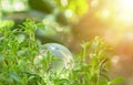 World globe crystal glass on green leaves bush. Green & Eco environment. Environmental conservation. World environment day. Global Royalty Free Stock Photo