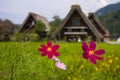 World heritage shirakawago gasshozukuri houses Royalty Free Stock Photo