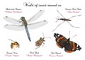 World of insect around us