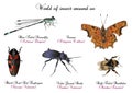 World of insect around us