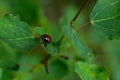 world of insect macro, small red beetle on a green poplar leaf