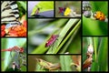 In the world of insects. Royalty Free Stock Photo