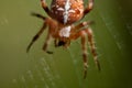 The world of insects, spider, predator, insects, Spider`s web. Macro, summer. Royalty Free Stock Photo