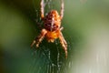 The world of insects, spider, predator, insects, Spider`s web. Macro, summer. Royalty Free Stock Photo