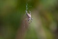 The world of insects, spider, predator, insects, Spider`s web. Macro, summer. Royalty Free Stock Photo