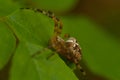 The world of insects, spider, predator, insects, Spider`s web