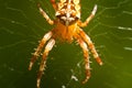 The world of insects, spider, predator, insects, Spider`s web Royalty Free Stock Photo