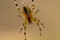 The world of insects, spider, predator, insects, Spider`s web