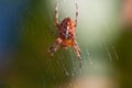 The world of insects, spider, predator, insects, Spider`s web. Macro, summer. Royalty Free Stock Photo