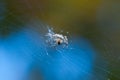 The world of insects, spider, predator, insects, Spider`s web. Macro, summer. Royalty Free Stock Photo