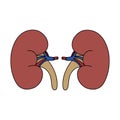 World Kidney Day. Strong healthy kidneys isolated on a white background. Vector flat icon design. The concept of a