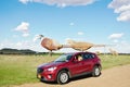 World largest pheasants of north dakota