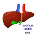 World Liver Day. Liver and gall bladder. Vector isolated illustration with lettering