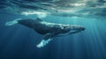 World oceans day. A Humpback Whale in Blue Water. Royalty Free Stock Photo