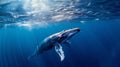 World oceans day. A Humpback Whale in Blue Water. Royalty Free Stock Photo
