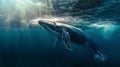 World oceans day. A Humpback Whale in Blue Water. Royalty Free Stock Photo