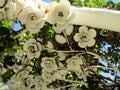 Details of arch in World Peace Rose Garden, Sacramento, CA Royalty Free Stock Photo