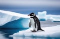 an adult lone penguin on a drifting ice floe, the far north, an iceberg in the ocean, the kingdom of ice and Royalty Free Stock Photo