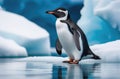 an adult lone penguin on a drifting ice floe, the far north, the kingdom of ice and snow, an iceberg in the Royalty Free Stock Photo