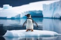 an adult lone penguin on a drifting ice floe, the kingdom of ice and snow, the far north, an iceberg in the Royalty Free Stock Photo