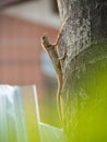 Close up Chameleon perched on coconut tree green nature background. Royalty Free Stock Photo