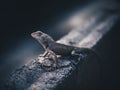 Oriental garden lizard perched on brick Royalty Free Stock Photo