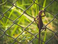 Close up oriental garden lizard perched on Wire cage a green nature background. Royalty Free Stock Photo