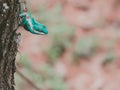 Close up and left upper Chameleon perched on tree a blur green nature background. Royalty Free Stock Photo