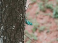 Chameleon perched on tree a blur green nature background. Royalty Free Stock Photo