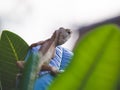 Oriental garden lizard perched on leaves green nature foreground and white background Royalty Free Stock Photo