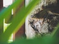 Oriental garden lizard perched on old cement a blur green nature foreground. Royalty Free Stock Photo