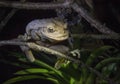 World's Biggest Cuban Tree Frog at night .The Cuban tree frog ( Osteopilus septentrionalis ) Royalty Free Stock Photo