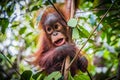 World`s cutest baby orangutan hangs with mouth open Royalty Free Stock Photo