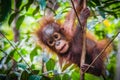 World`s cutest baby orangutan hangs in a tree in Borneo Royalty Free Stock Photo