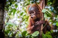 World`s cutest baby orangutan hangs in a tree in Borneo Royalty Free Stock Photo