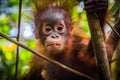 World`s cutest baby orangutan looks into camera in Borneo Royalty Free Stock Photo