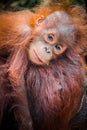 World`s cutest baby orangutan snuggles with Mom in Borneo