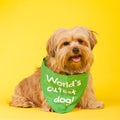 World's cutest dog Royalty Free Stock Photo