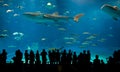 World's largest acrylic aquarium Royalty Free Stock Photo