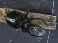 Worlds largest beetle, Atlas beetle, black closeup, Chalcosoma atlas