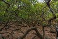 World`s Largest Cashew Tree - Pirangi, Rio Grande do Norte, Brazil