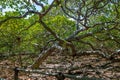 World`s Largest Cashew Tree - Pirangi, Rio Grande do Norte, Brazil