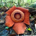 World's largest flower, Rafflesia tuanmudae, Gunung Gading National Park, Sarawak, Malaysia Royalty Free Stock Photo