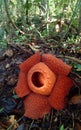 World's largest flower, Rafflesia tuanmudae, Gunung Gading National Park, Sarawak, Malaysia Royalty Free Stock Photo