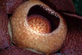 World's largest flower, Rafflesia tuanmudae, Gunung Gading National Park, Sarawak, Malaysia Royalty Free Stock Photo