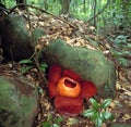 World's largest flower, Rafflesia tuanmudae, Gunung Gading National Park, Sarawak, Malaysia Royalty Free Stock Photo