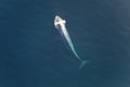 The world`s largest mammal, the blue whale surfaces for a breath of air